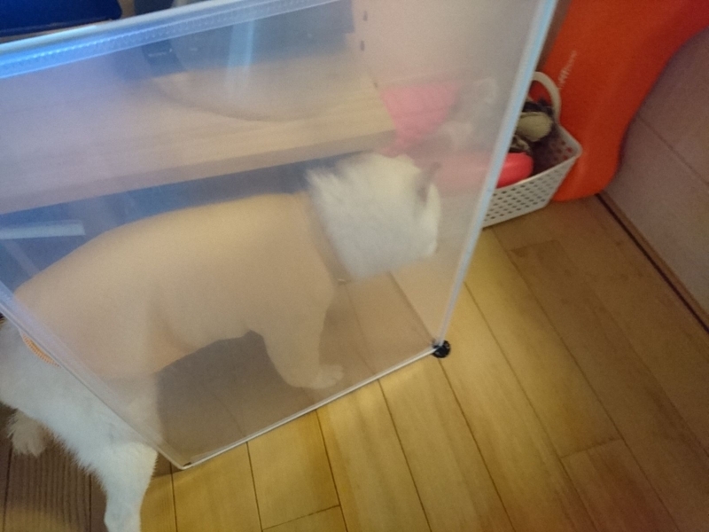 f:id:miyuki1967:20180807114635j:image:w450