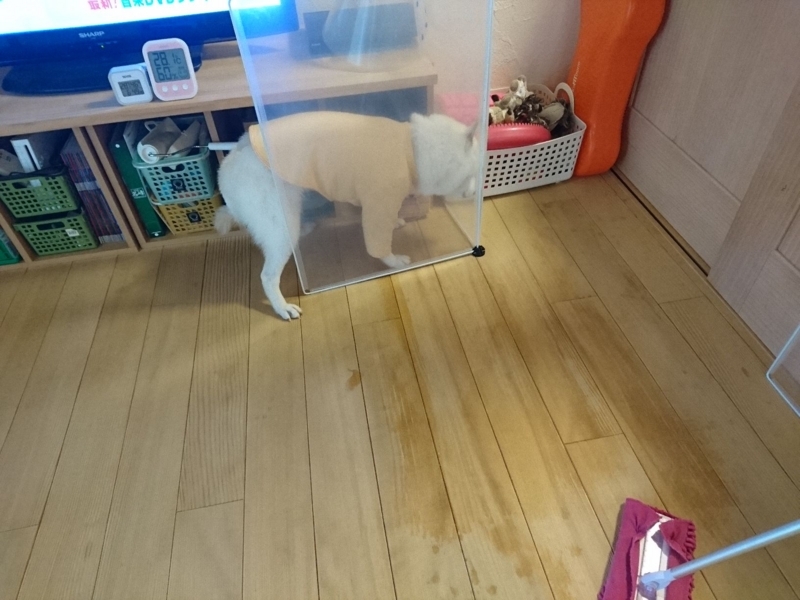 f:id:miyuki1967:20180807114639j:image:w450