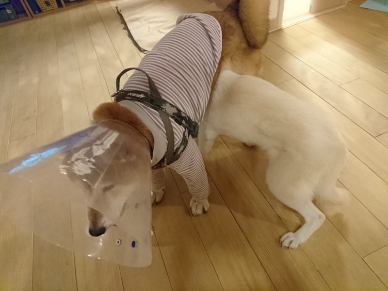 f:id:miyuki1967:20180810111401j:image:w450