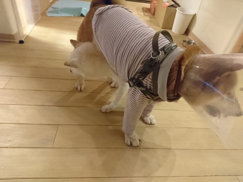 f:id:miyuki1967:20180810111408j:image:w450