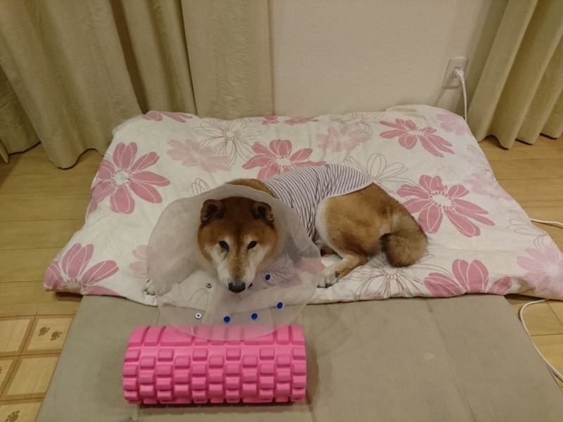 f:id:miyuki1967:20180810112818j:image:w450