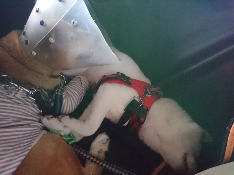 f:id:miyuki1967:20180823105146j:image:w450