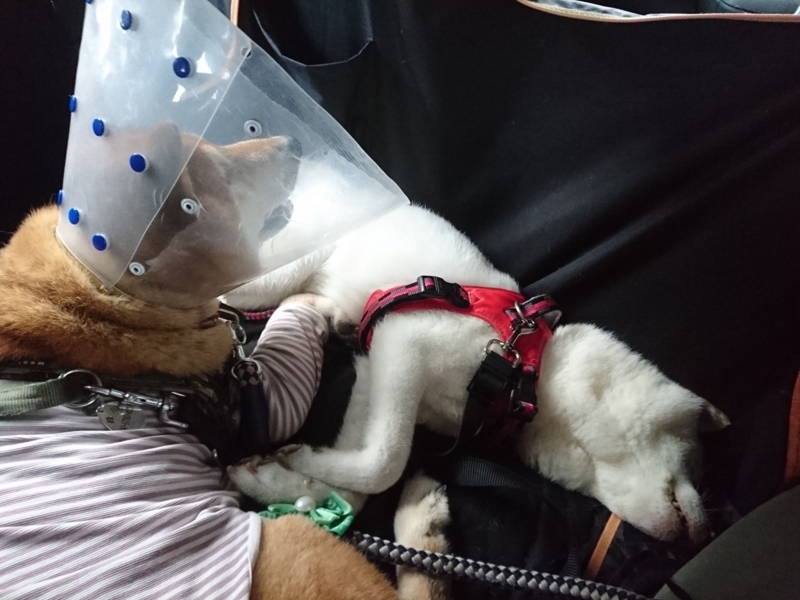 f:id:miyuki1967:20180823105153j:image:w450