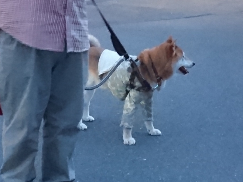 f:id:miyuki1967:20180827111753j:image:w450