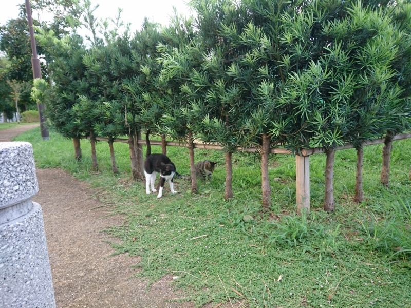 f:id:miyuki1967:20180827112723j:image:w450