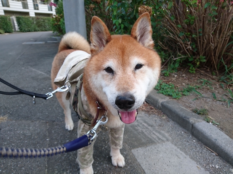 f:id:miyuki1967:20180827112730j:image:w450