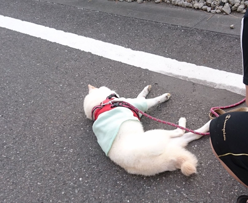 f:id:miyuki1967:20180827113538j:image:w450