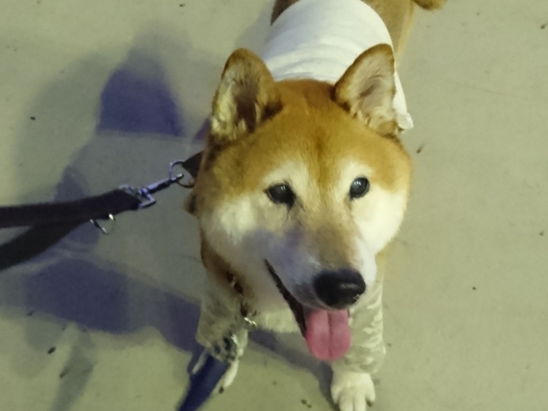 f:id:miyuki1967:20180827120433j:image:w450