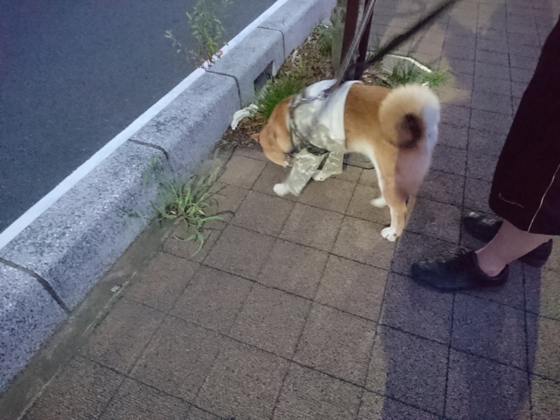 f:id:miyuki1967:20180827120440j:image:w450