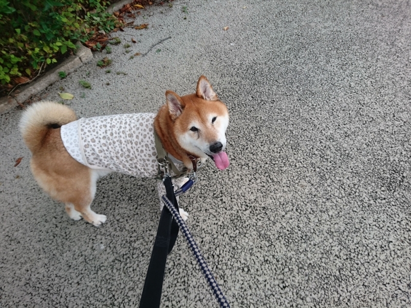 f:id:miyuki1967:20180828100815j:image:w450