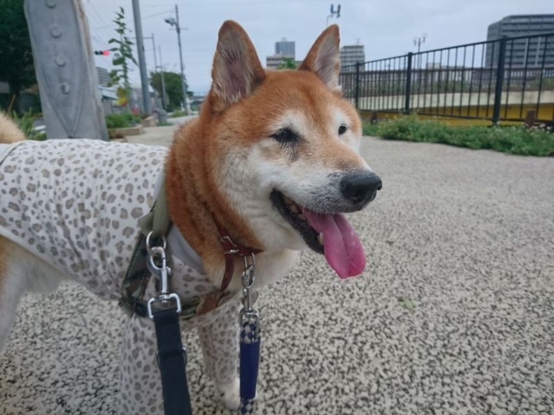 f:id:miyuki1967:20180828100822j:image:w450