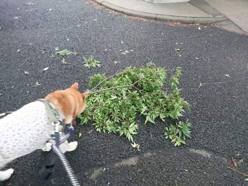 f:id:miyuki1967:20180828100830j:image:w450