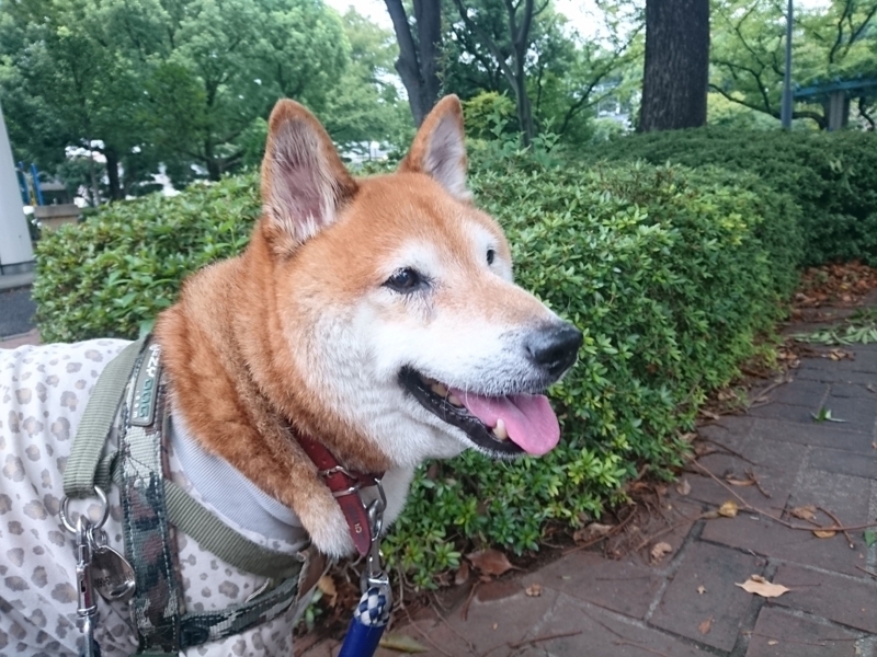 f:id:miyuki1967:20180828100837j:image:w450