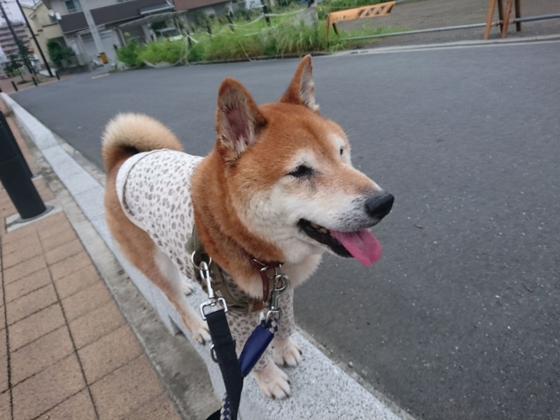 f:id:miyuki1967:20180828100853j:image:w450