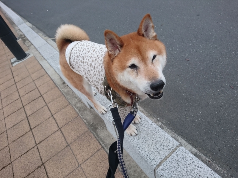 f:id:miyuki1967:20180828100900j:image:w450