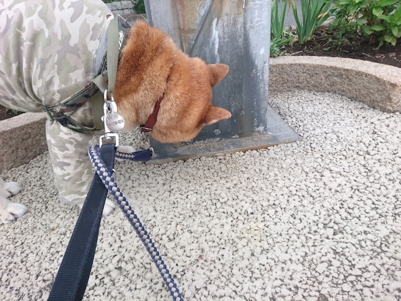 f:id:miyuki1967:20180912101311j:image:w450