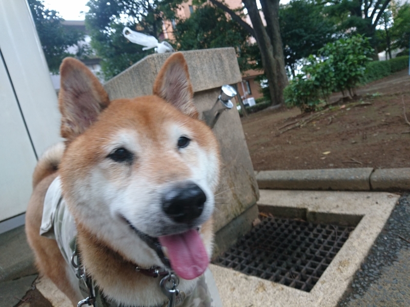 f:id:miyuki1967:20180912101321j:image:w450