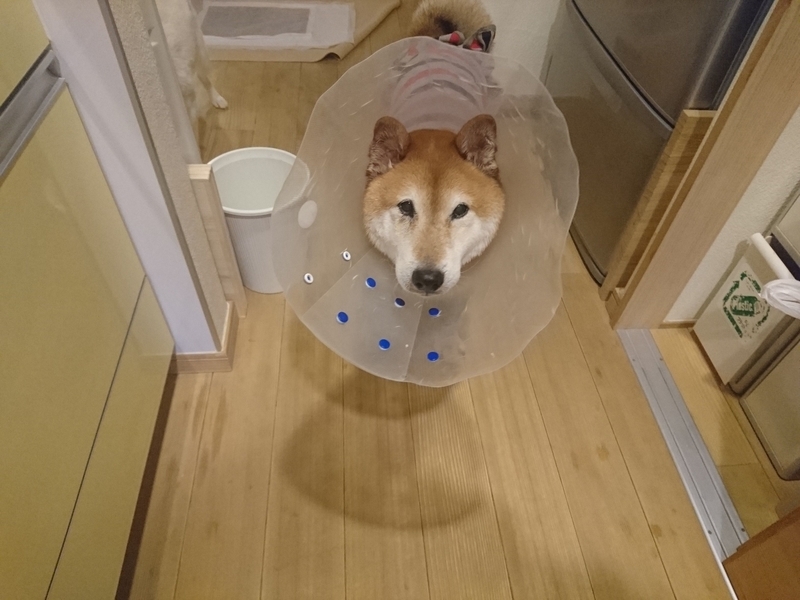 f:id:miyuki1967:20180914115947j:image:w450