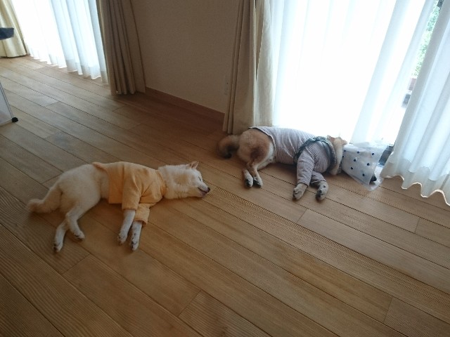 f:id:miyuki1967:20180917115405j:image:w450