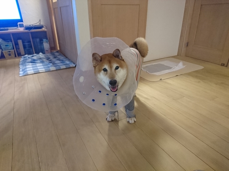 f:id:miyuki1967:20180926102713j:image:w450