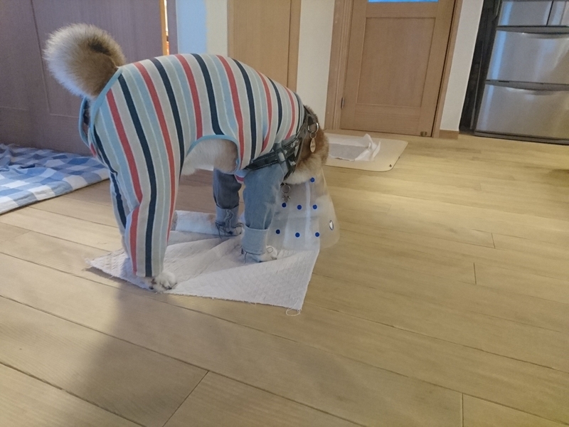 f:id:miyuki1967:20180926105027j:image:w450