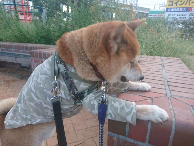 f:id:miyuki1967:20181012112435j:image:w450 f:id:miyuki1967:20181012112435j:image:w450