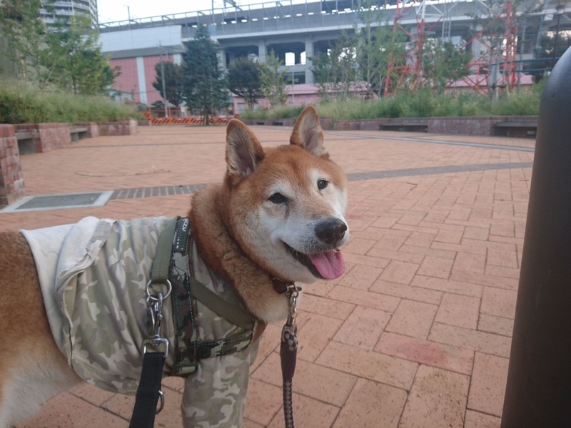 f:id:miyuki1967:20181012112446j:image:w450 f:id:miyuki1967:20181012112446j:image:w450