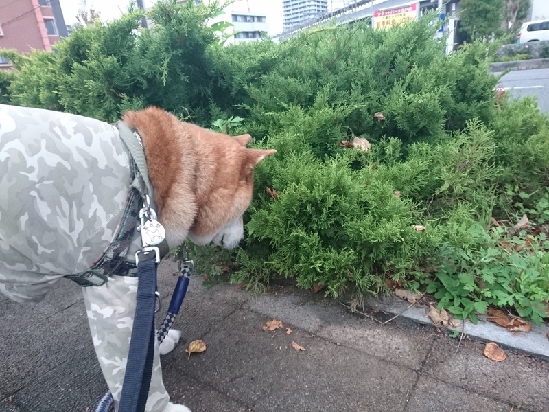 f:id:miyuki1967:20181012112456j:image:w450 f:id:miyuki1967:20181012112456j:image:w450