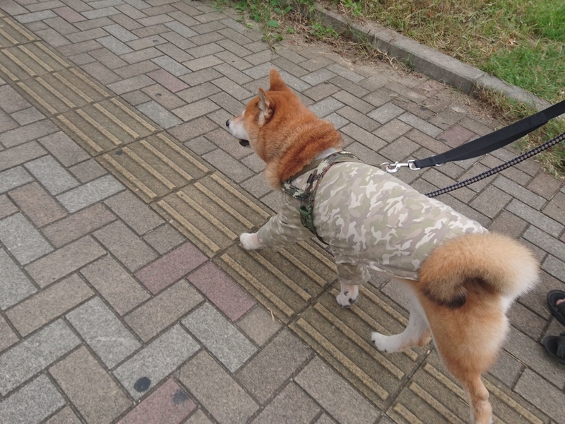 f:id:miyuki1967:20181015103422j:image:w450 f:id:miyuki1967:20181015103422j:image:w450