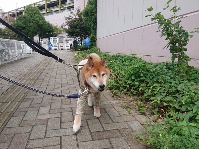 f:id:miyuki1967:20181015103427j:image:w450 f:id:miyuki1967:20181015103427j:image:w450