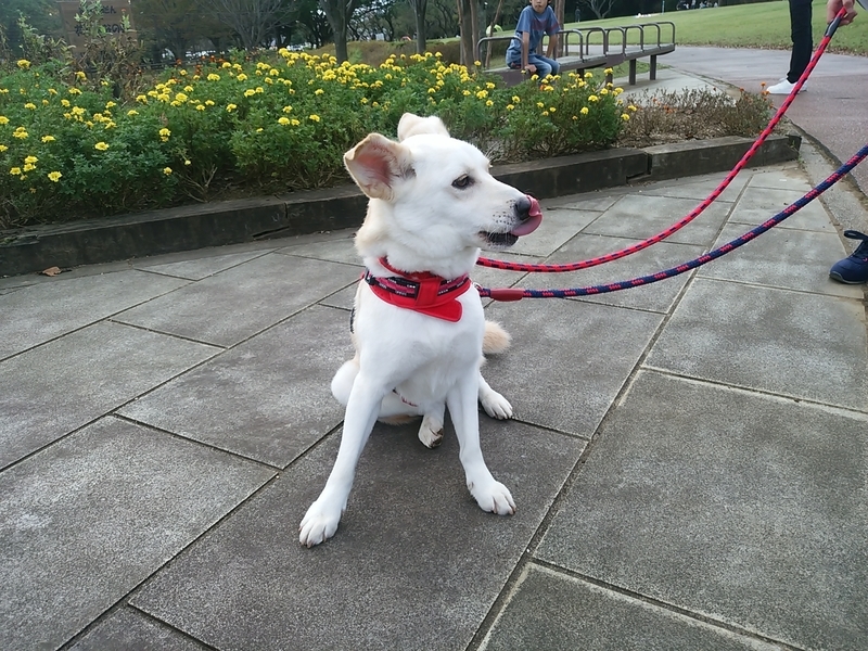 f:id:miyuki1967:20181017114757j:image:w450