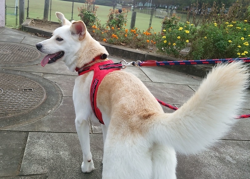 f:id:miyuki1967:20181017114803j:image:w450