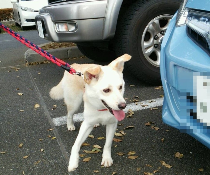 f:id:miyuki1967:20181017114812j:image:w450