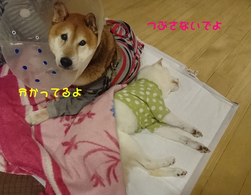 f:id:miyuki1967:20181024105345j:image:w450