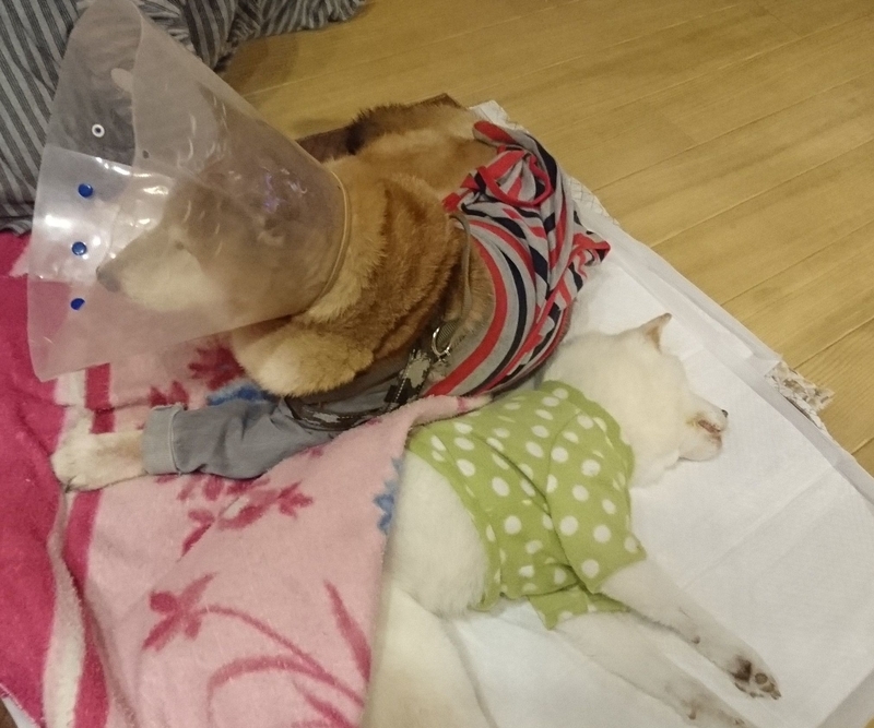 f:id:miyuki1967:20181024105352j:image:w450