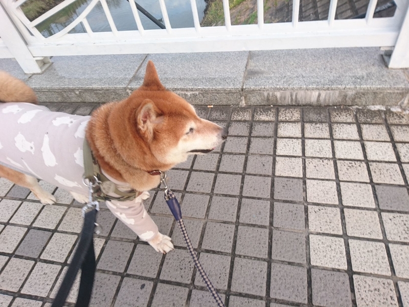 f:id:miyuki1967:20181227153752j:image:w450