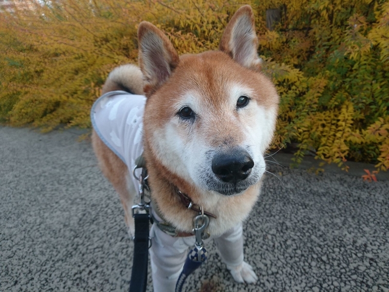 f:id:miyuki1967:20181227153757j:image:w450