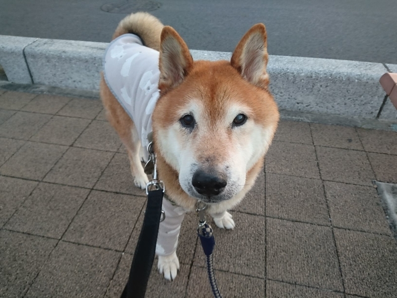 f:id:miyuki1967:20181227153805j:image:w450