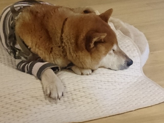 f:id:miyuki1967:20190211065309j:plain:w450