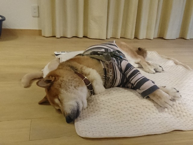 f:id:miyuki1967:20190211065511j:plain:w450