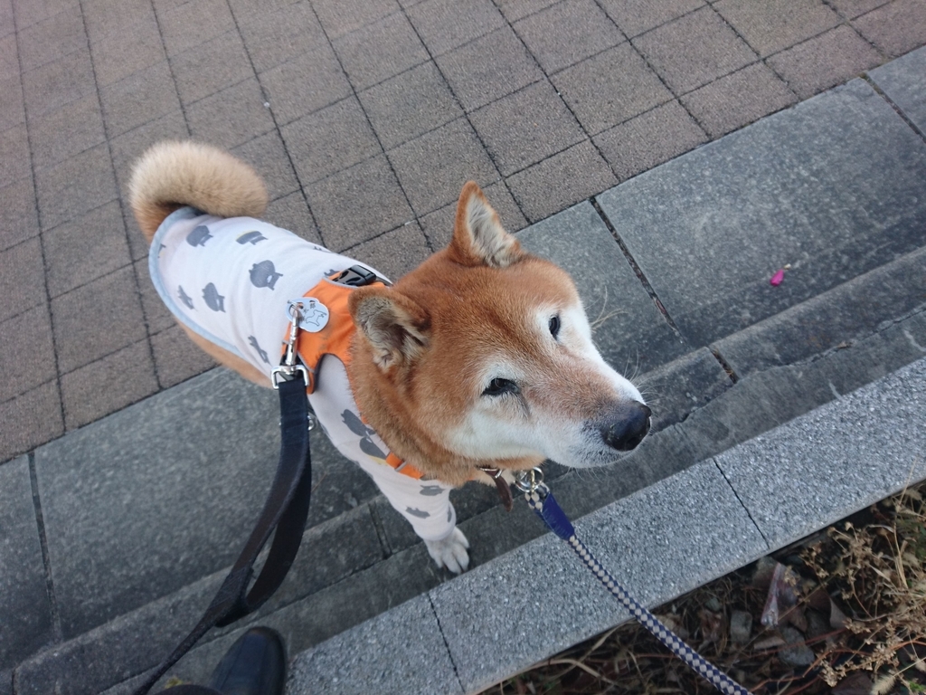 f:id:miyuki1967:20190215114810j:plain:w450