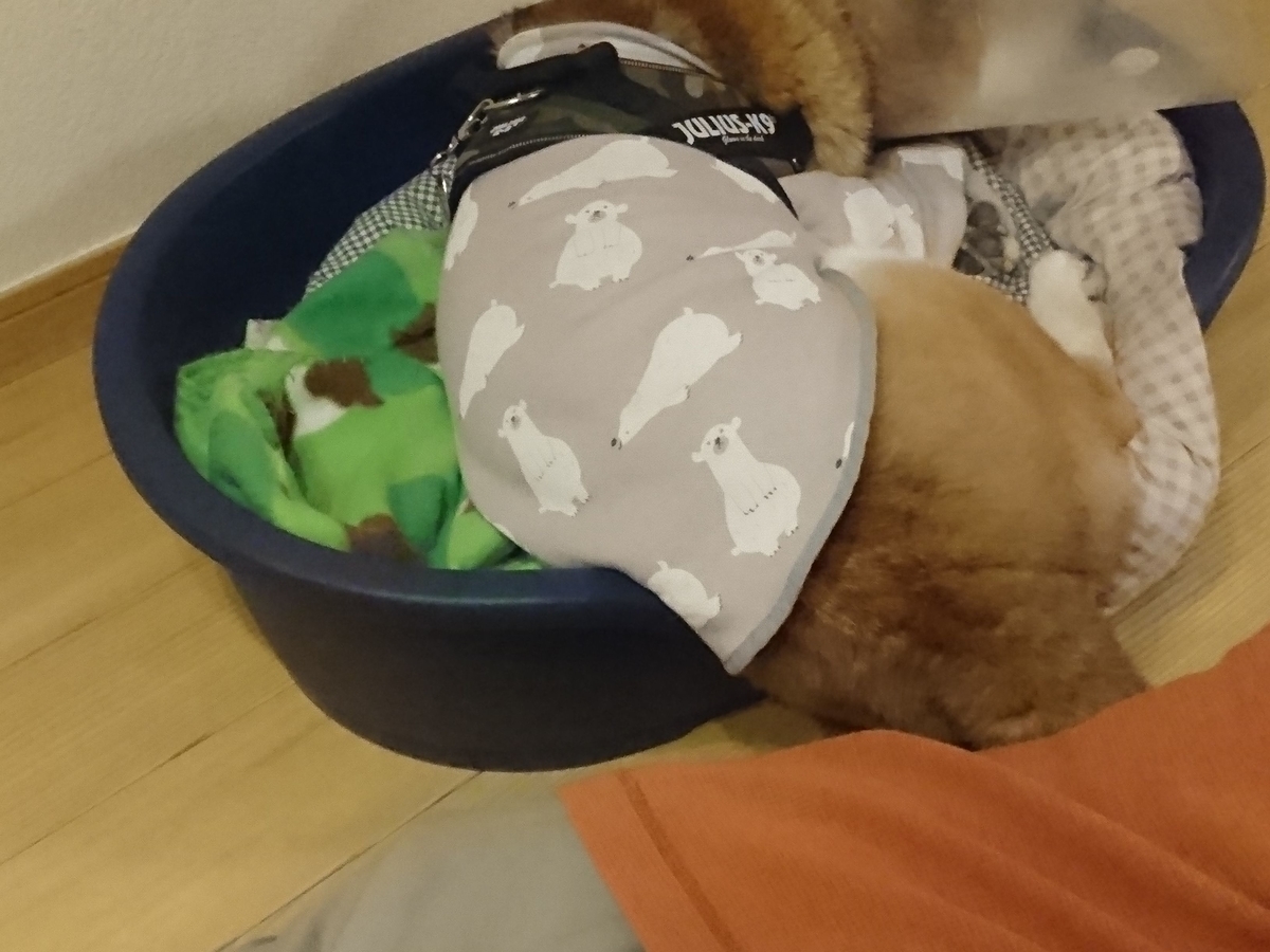 f:id:miyuki1967:20190316154620j:plain:w450