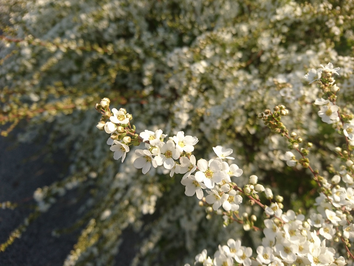 f:id:miyuki1967:20190319105443j:plain:w450