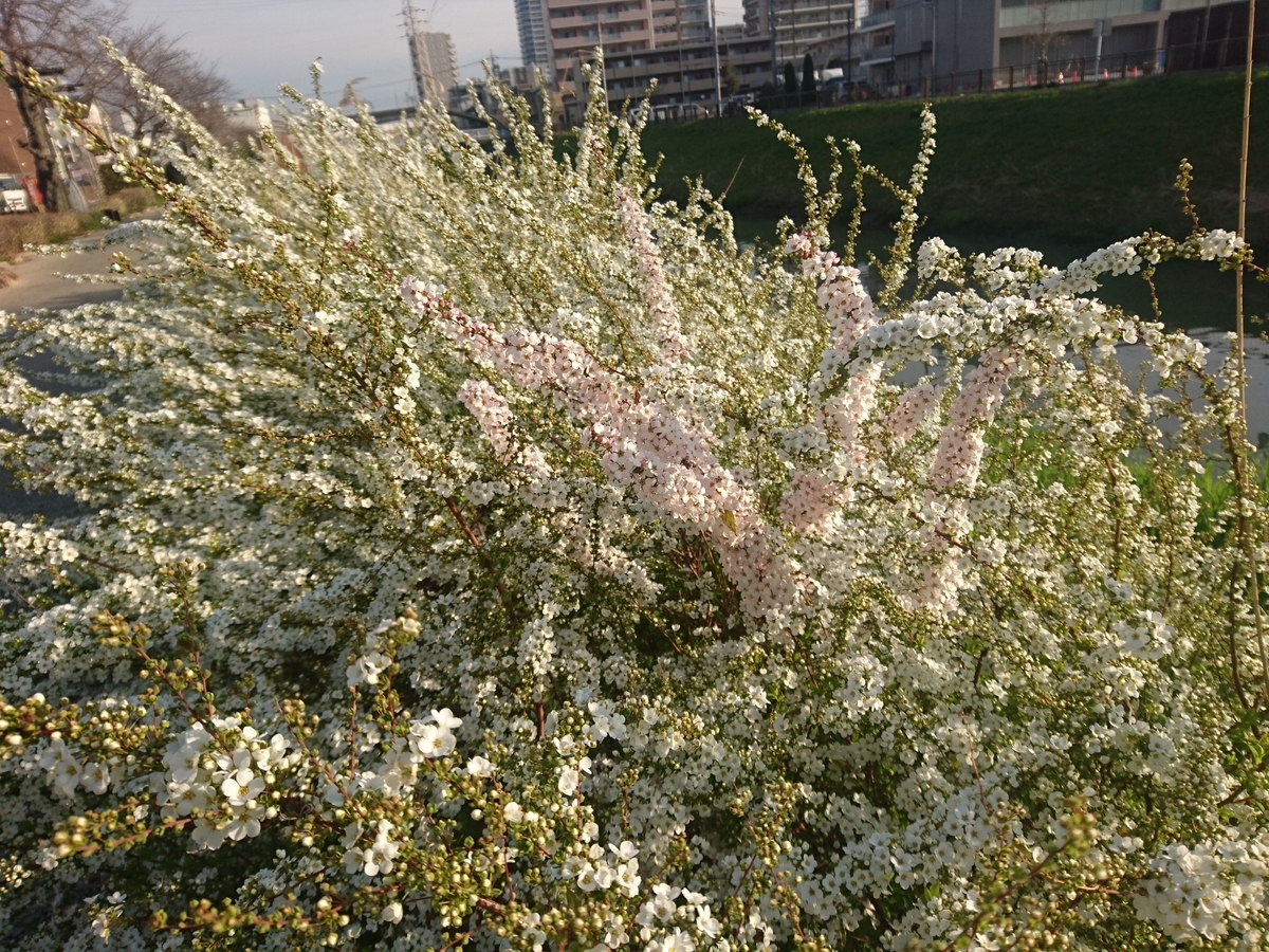 f:id:miyuki1967:20190319105446j:plain:w450