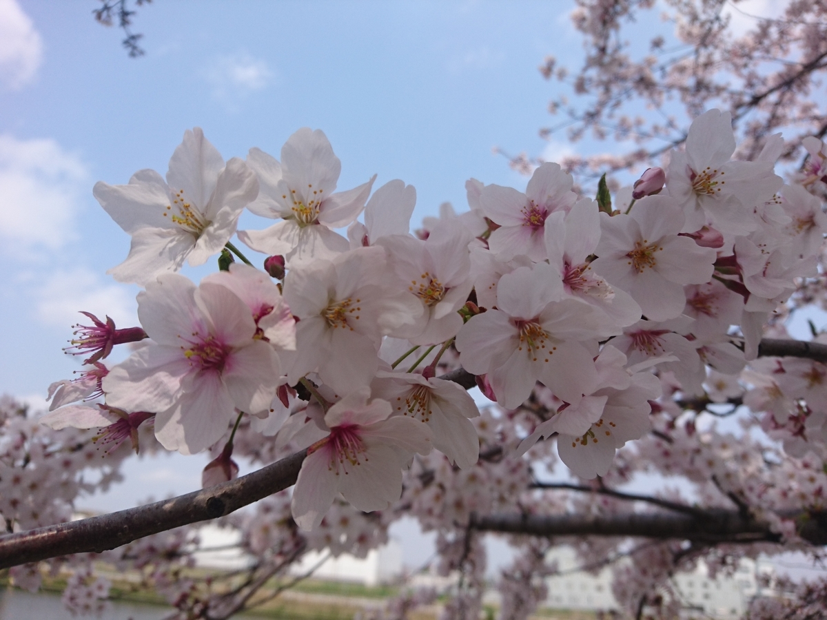 f:id:miyuki1967:20190408105341j:plain:w450