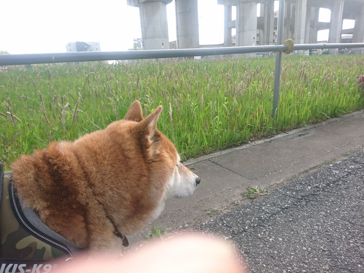 f:id:miyuki1967:20190418115436j:plain:w450
