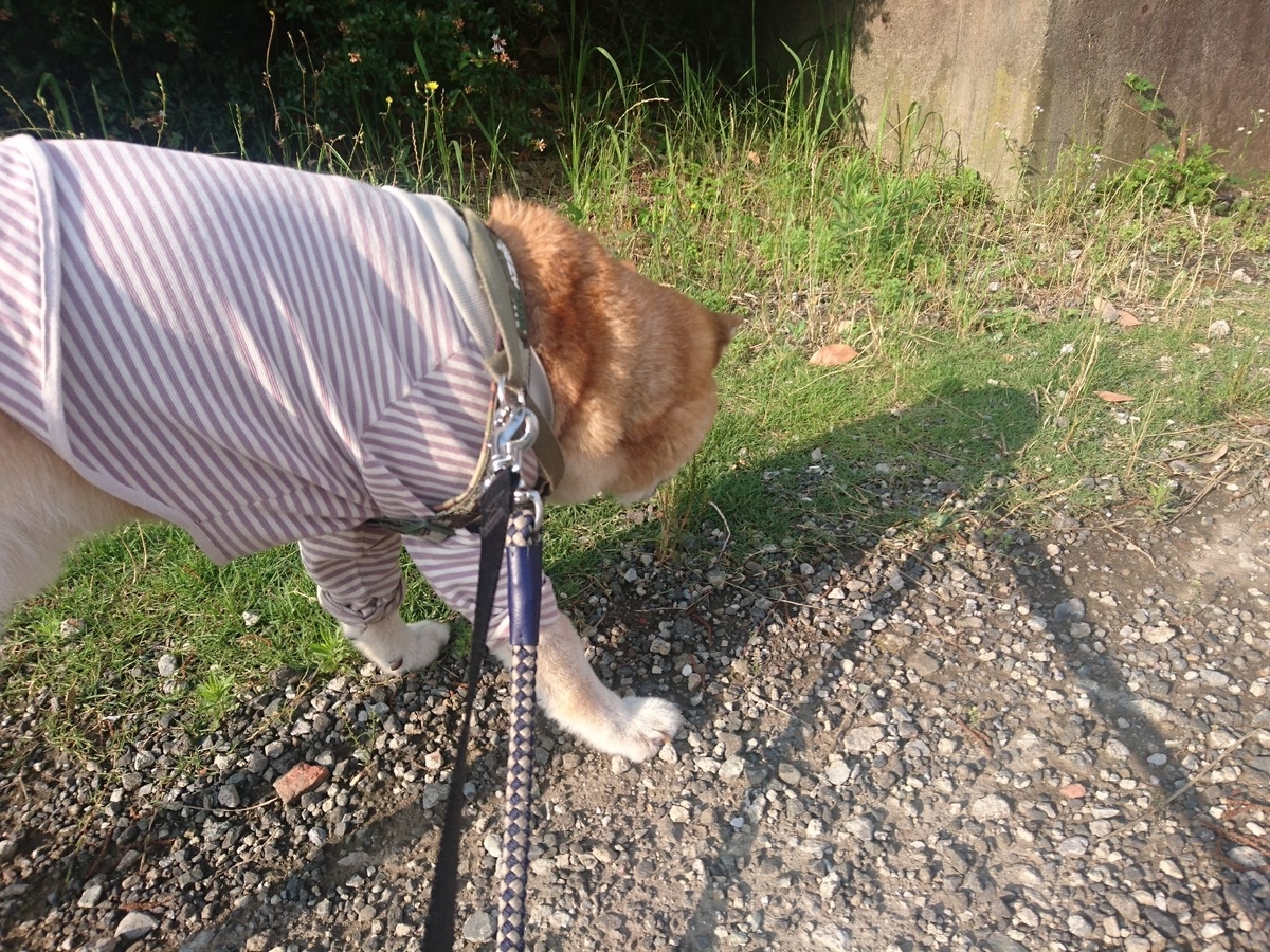 f:id:miyuki1967:20190626112314j:plain:w450