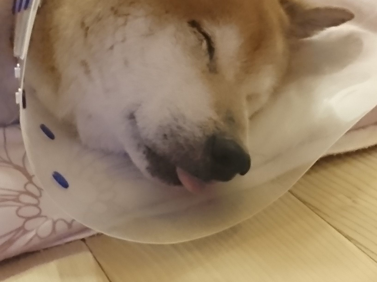 f:id:miyuki1967:20190708101722j:plain:w450