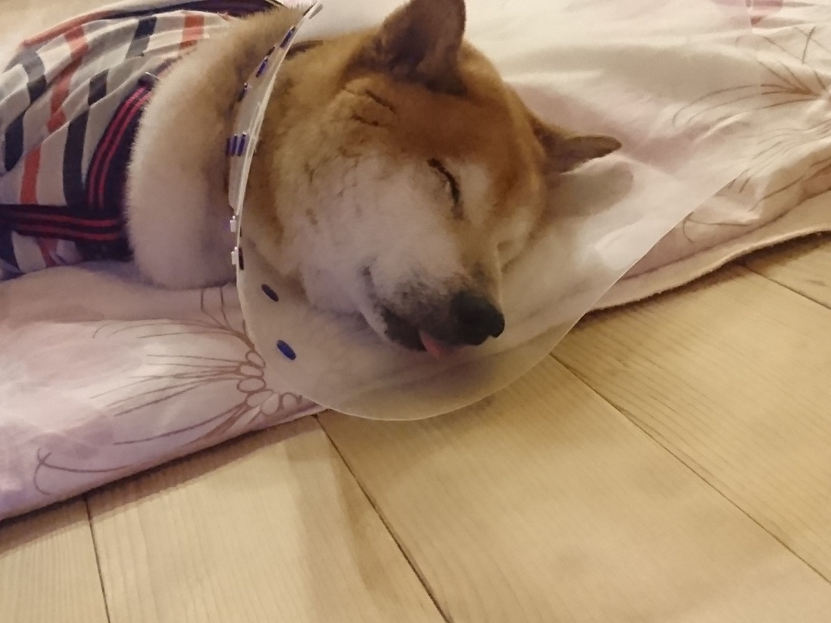 f:id:miyuki1967:20190708101752j:plain:w450