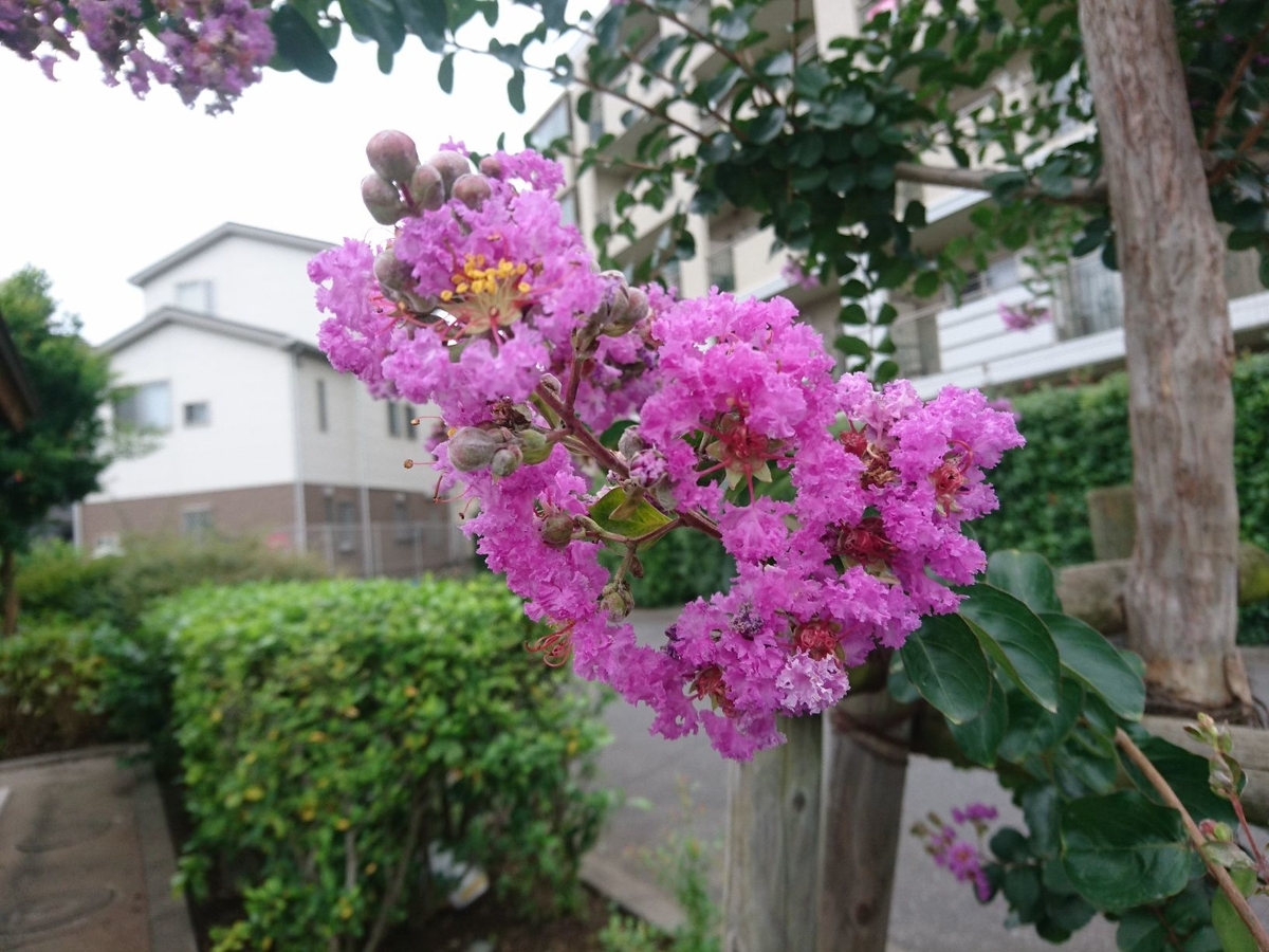 f:id:miyuki1967:20190709093013j:plain:w450